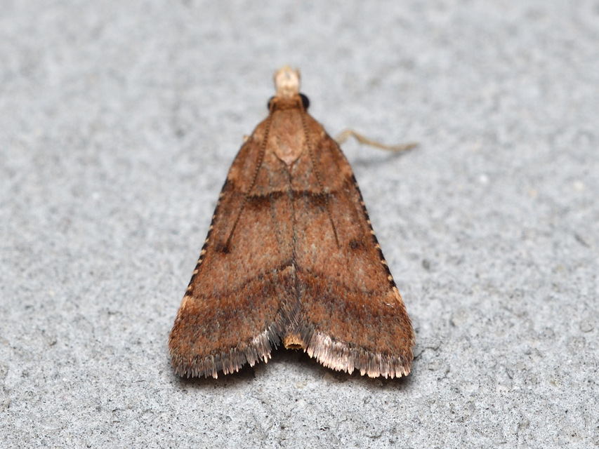Stemmatophora brunnealis - barna fényilonca