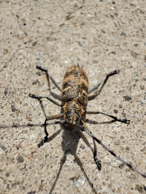 Monochamus galloprovincialis pistor - foltos fenyvescincér