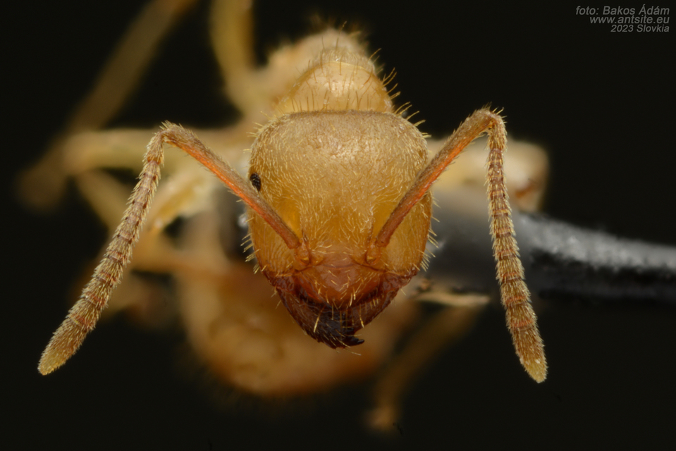 Lasius jensi - sztyeppi borostyánhangya