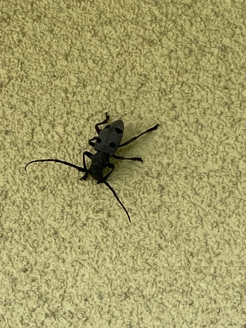 Morimus asper funereus - gyászcincér