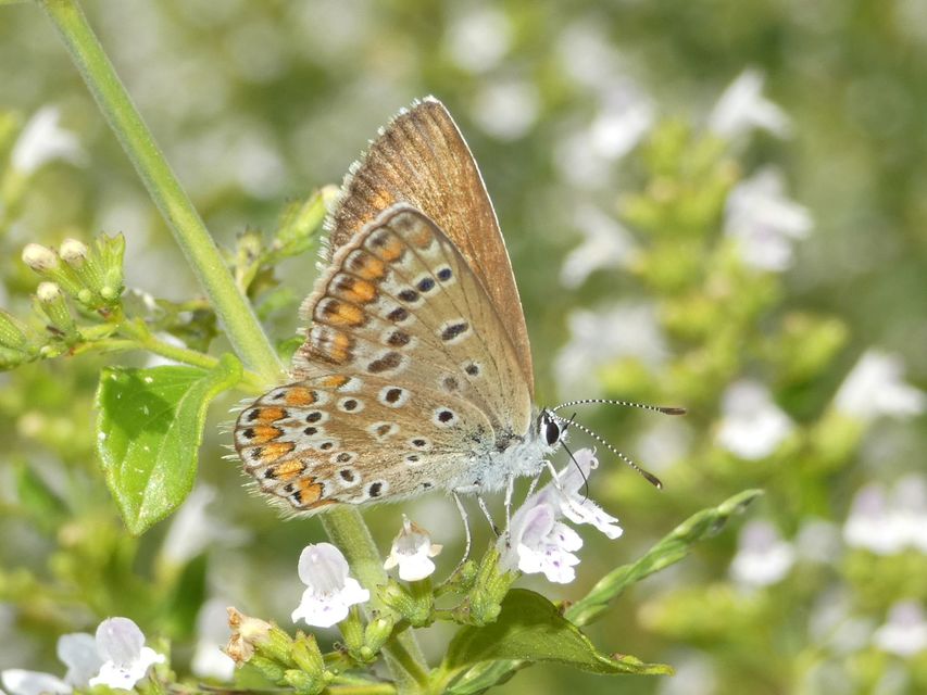 Polyommatus icarus - közönséges boglárka