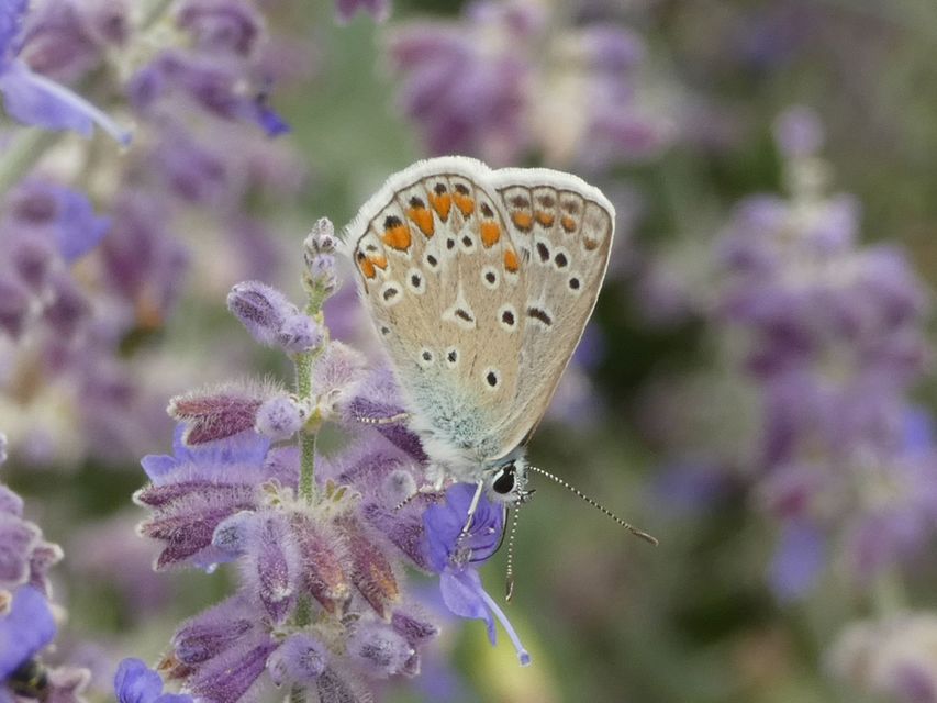 Polyommatus icarus - közönséges boglárka