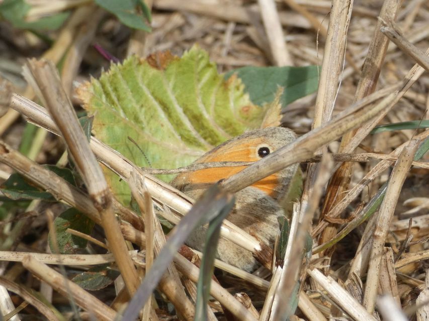 Coenonympha pamphilus - kis szénalepke