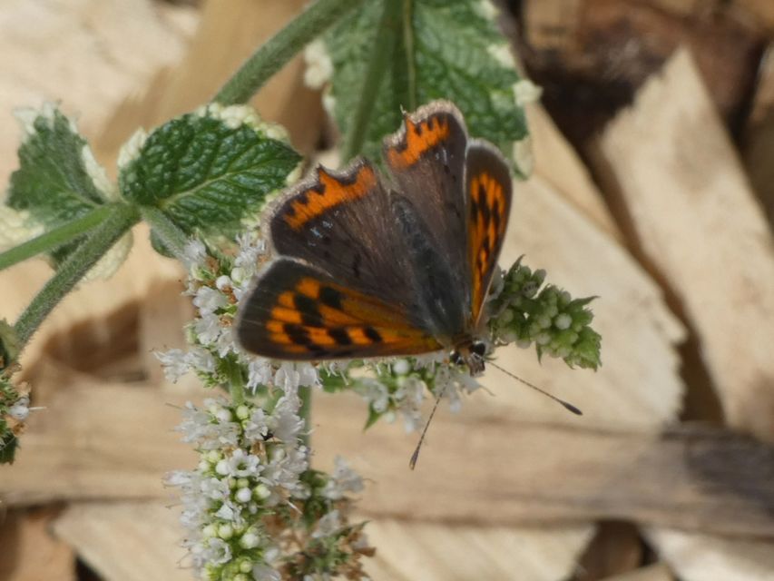 Lycaena phlaeas - közönséges tűzlepke