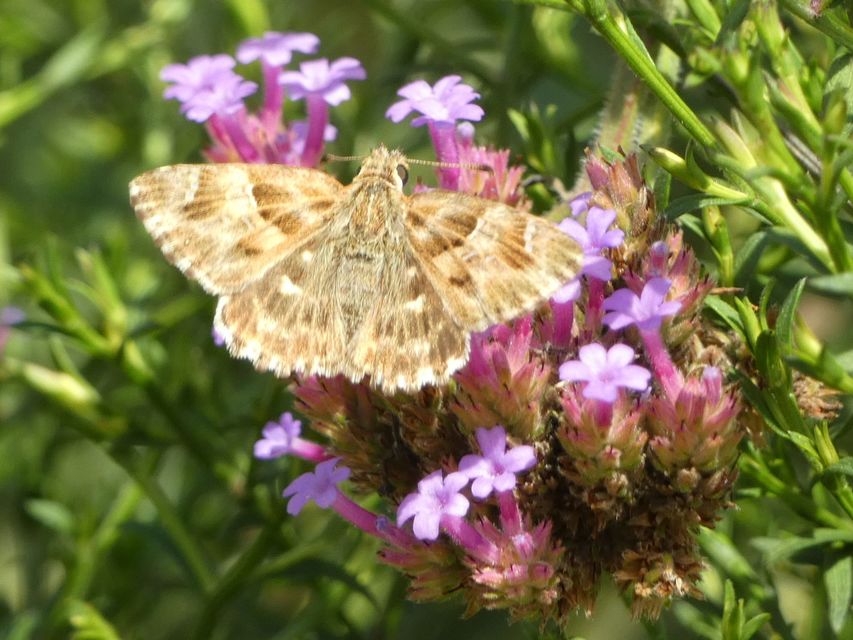 Carcharodus alceae - mályva-busalepke