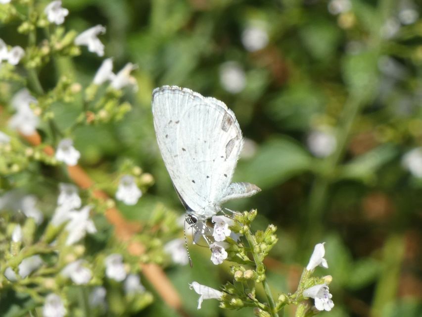 Celastrina argiolus - bengeboglárka