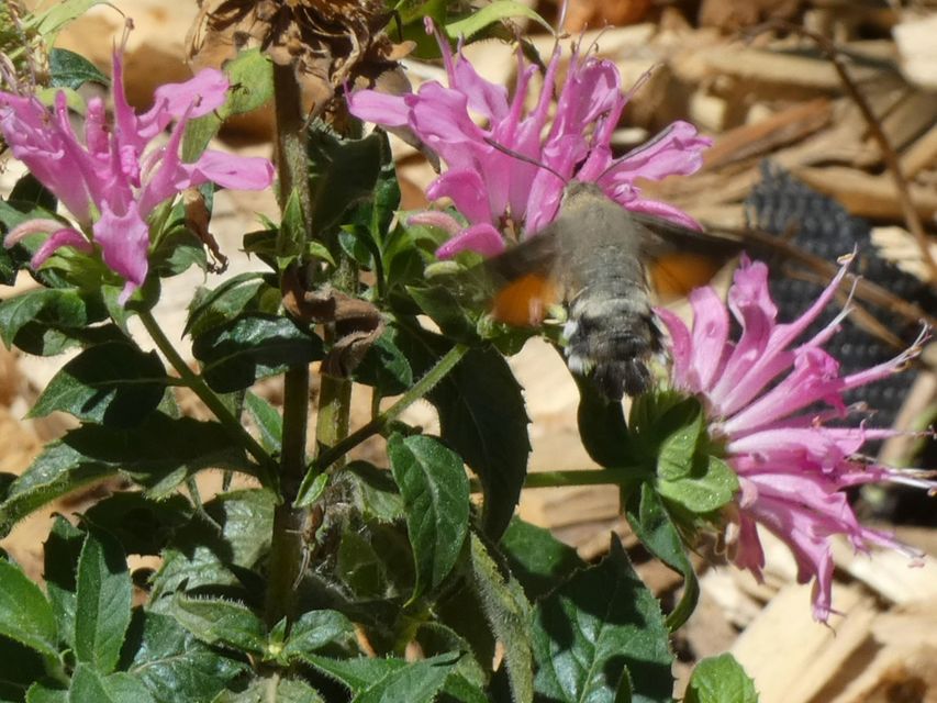 Macroglossum stellatarum - kacsafarkú szender