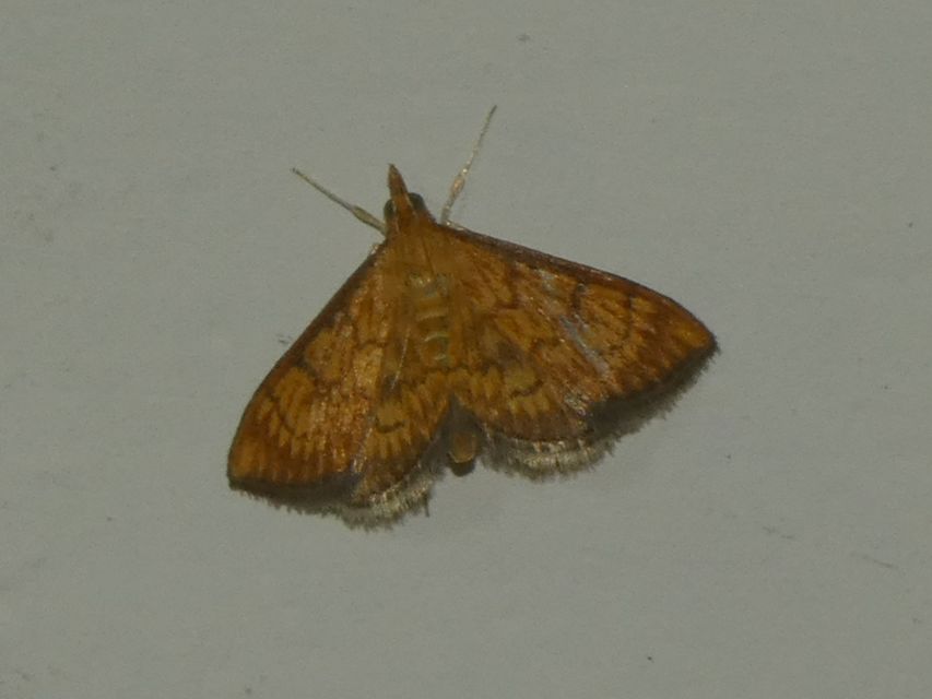 Ecpyrrhorrhoe rubiginalis - rozsdavörös tűzmoly