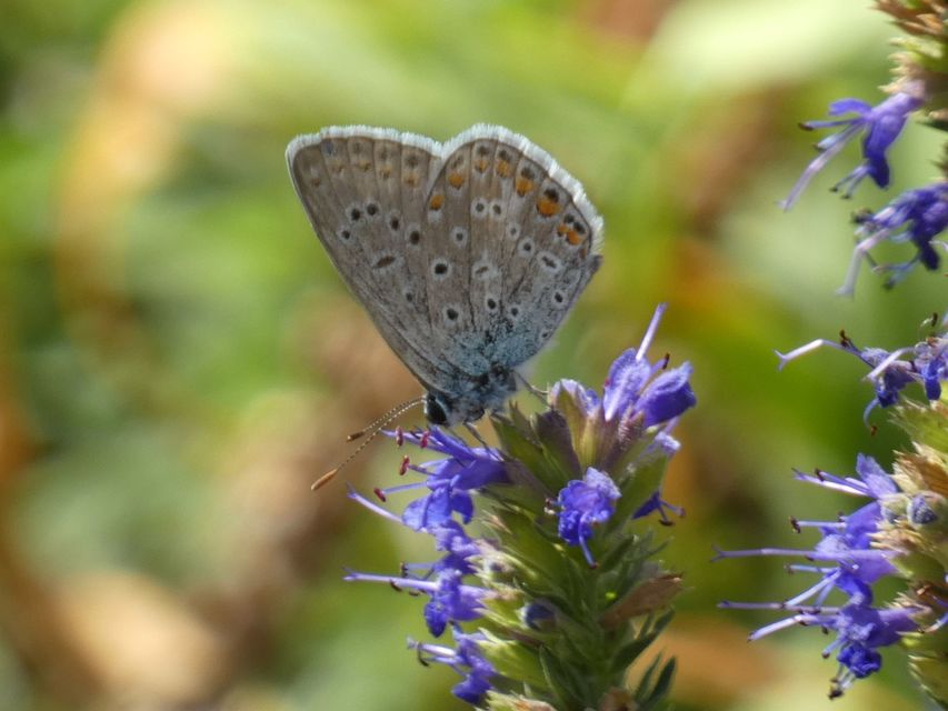 Polyommatus icarus - közönséges boglárka