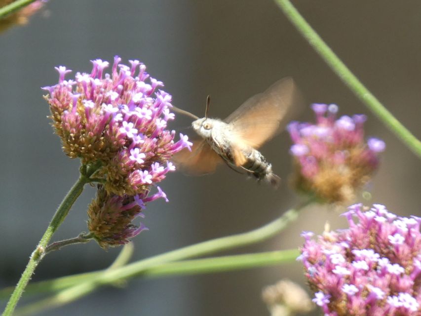 Macroglossum stellatarum - kacsafarkú szender