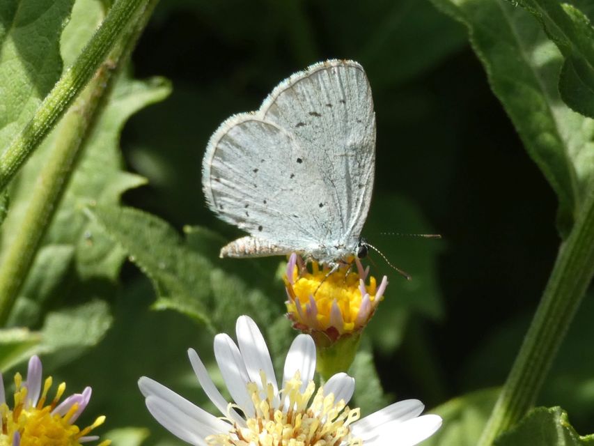 Celastrina argiolus - bengeboglárka