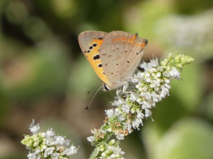 Lycaena phlaeas - közönséges tűzlepke