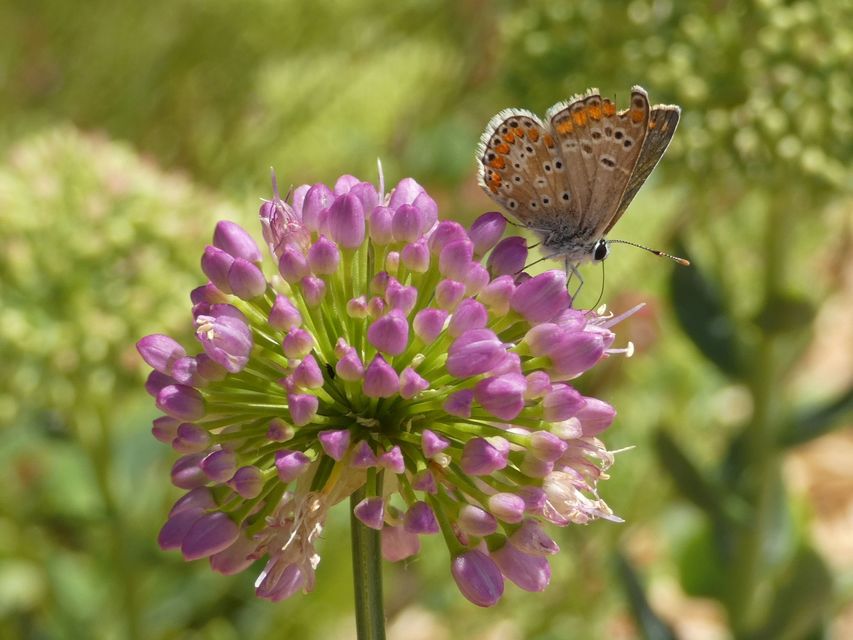 Aricia agestis - szerecsenboglárka