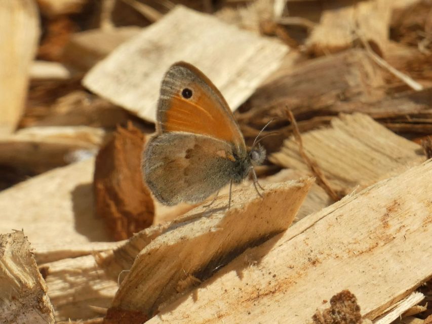Coenonympha pamphilus - kis szénalepke