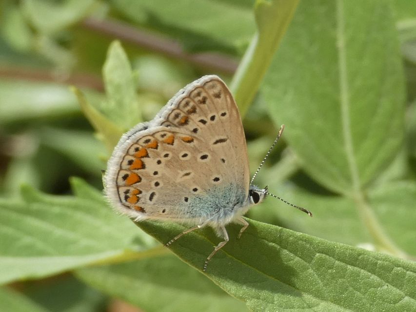 Polyommatus icarus - közönséges boglárka