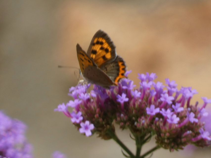 Lycaena phlaeas - közönséges tűzlepke