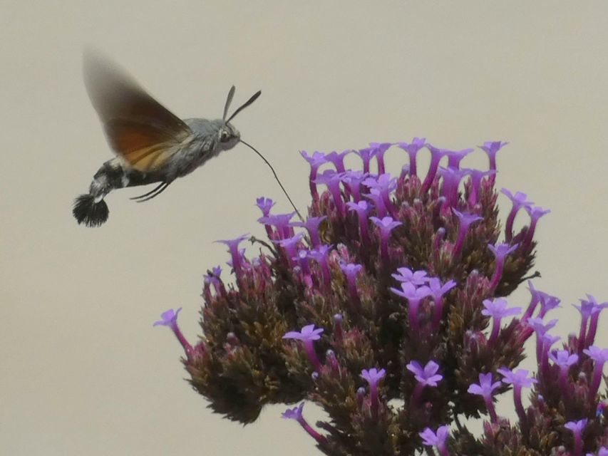 Macroglossum stellatarum - kacsafarkú szender