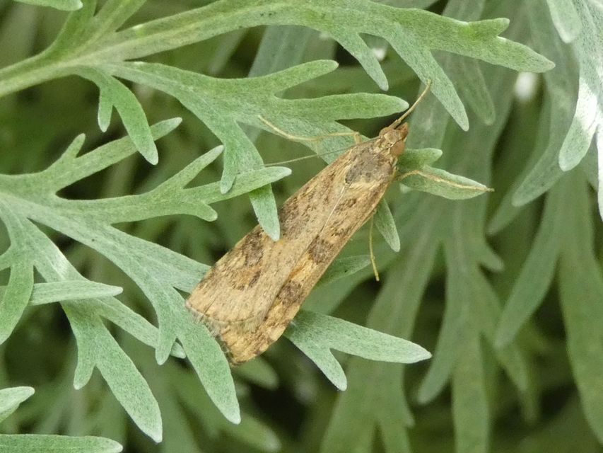Nomophila noctuella - közönséges vándormoly