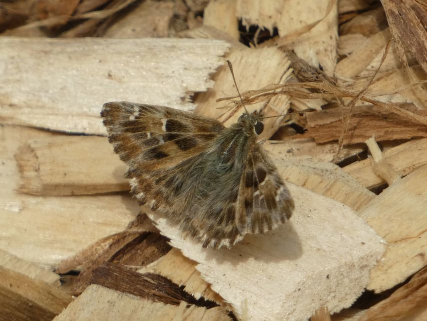 Carcharodus alceae - mályva-busalepke