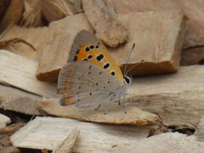 Lycaena phlaeas - közönséges tűzlepke