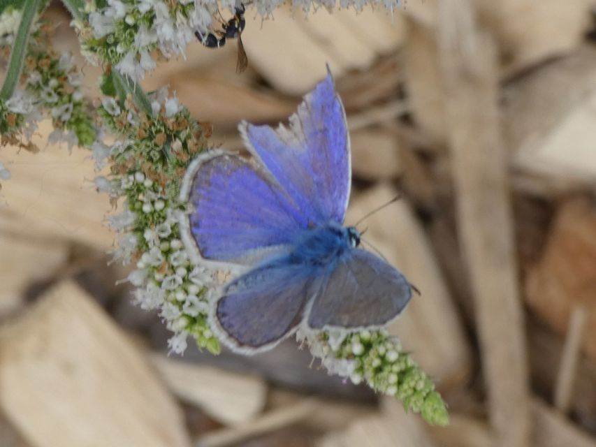 Polyommatus icarus - közönséges boglárka