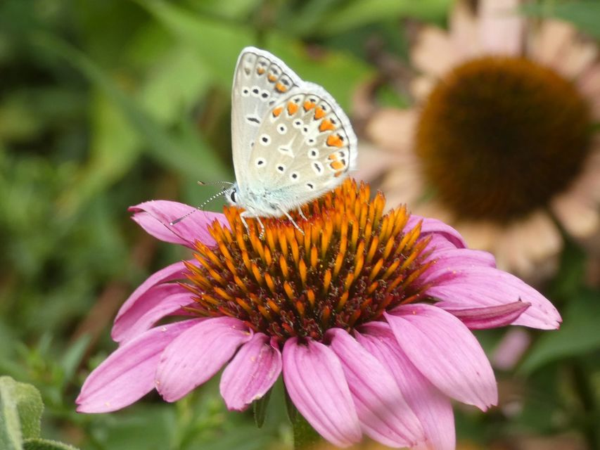 Polyommatus icarus - közönséges boglárka