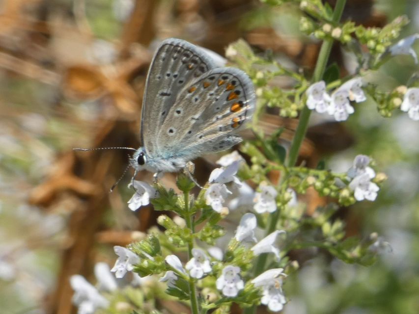 Polyommatus icarus - közönséges boglárka