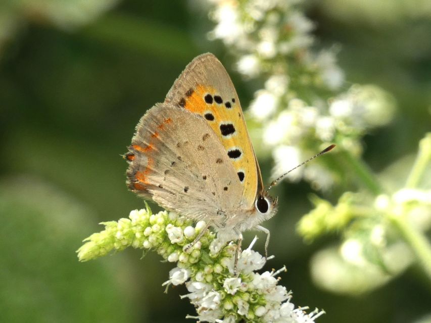 Lycaena phlaeas - közönséges tűzlepke