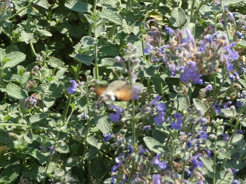 Macroglossum stellatarum - kacsafarkú szender