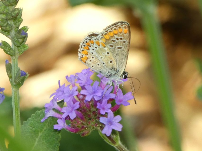 Aricia agestis - szerecsenboglárka