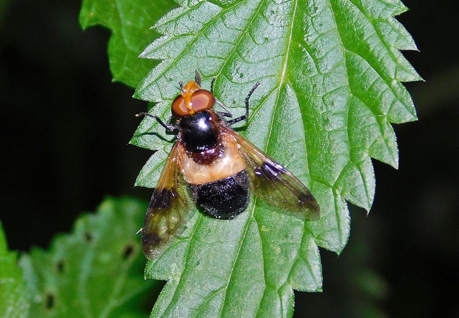 Volucella pellucens - üvegpotrohú pihelégy
