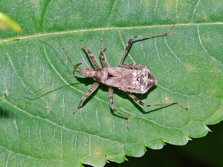 Himacerus