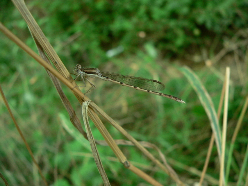 Sympecma fusca - téli rablószitakötő