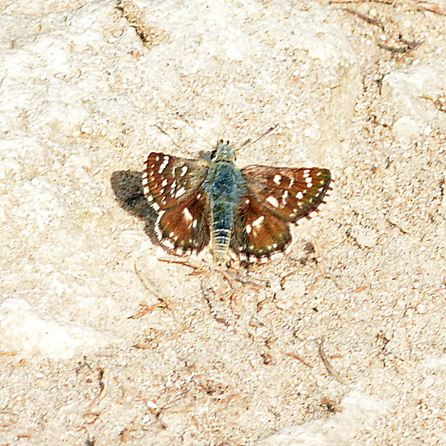 Spialia orbifer - törpe busalepke