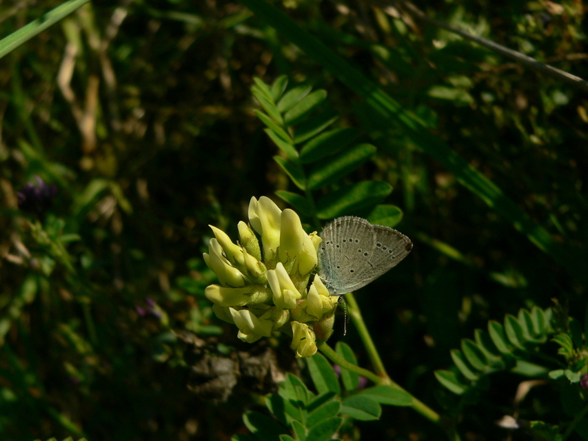 Cupido minimus - törpeboglárka Cupido minimus - törpeboglárka