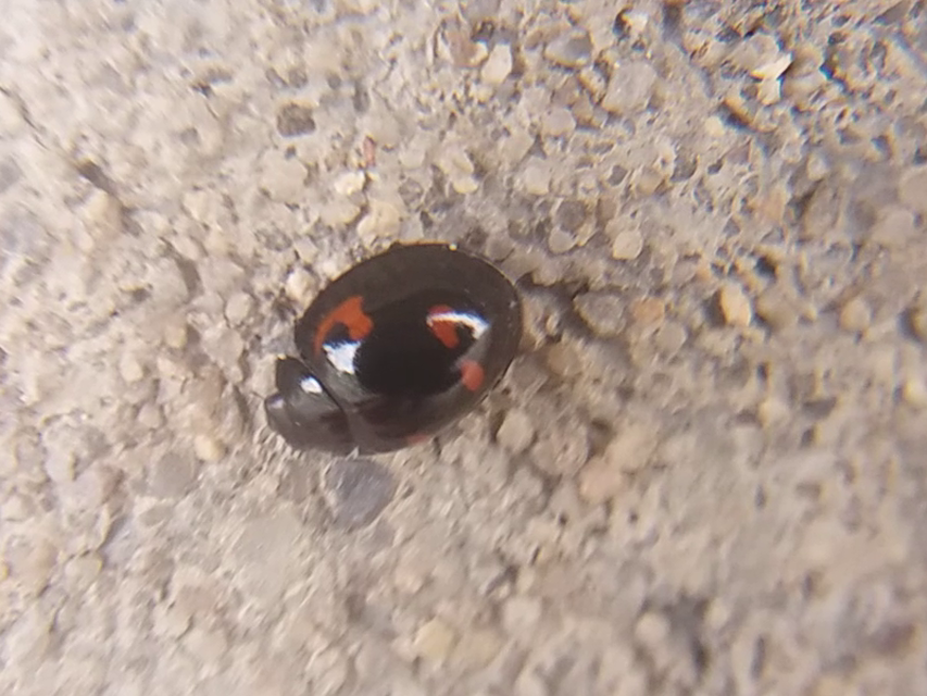 Exochomus quadripustulatus - négyfoltos szerecsenkata