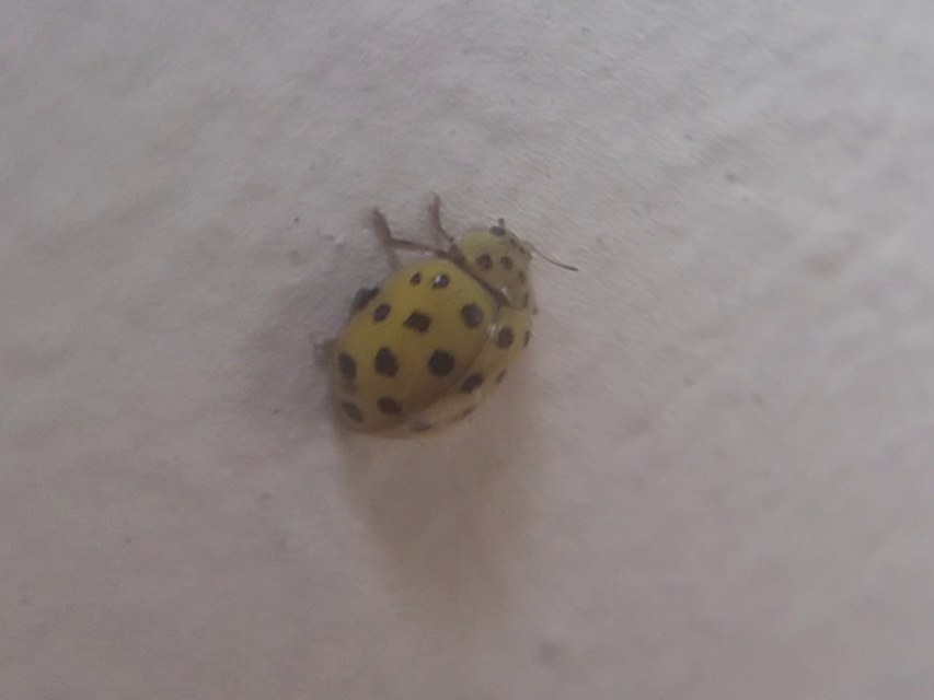 Psyllobora vigintiduopunctata - huszonkétpettyes katica