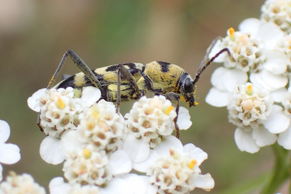 Chlorophorus varius - díszes darázscincér
