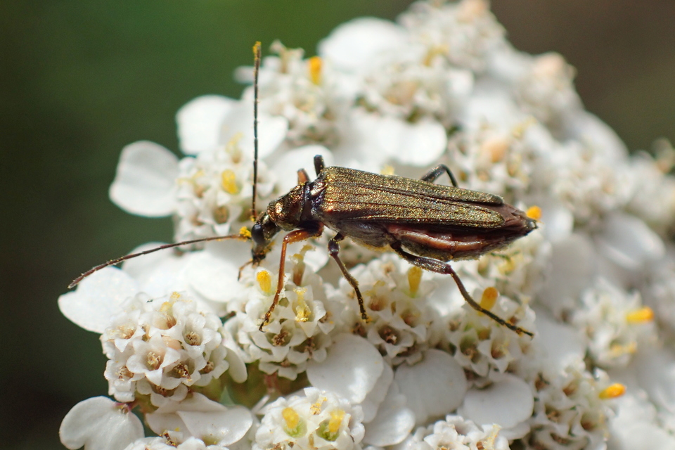 Oedemera flavipes - sárgalábú álcincér Oedemera flavipes - sárgalábú álcincér