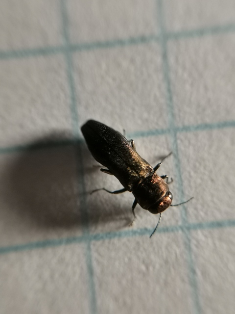 Agrilus litura - tölgy-karcsúdíszbogár
