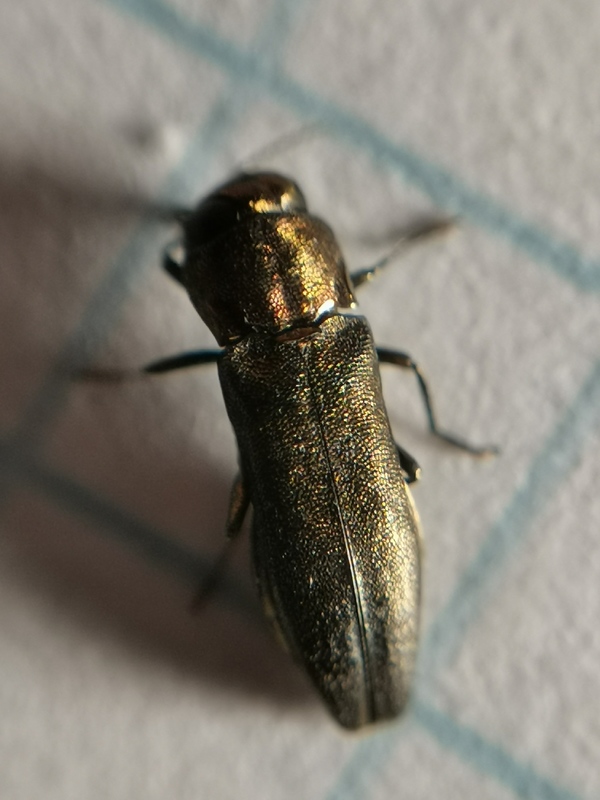 Agrilus litura - tölgy-karcsúdíszbogár