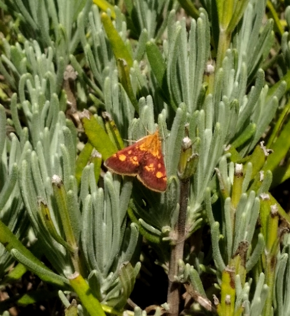 Pyrausta aurata - aranyló bíbormoly