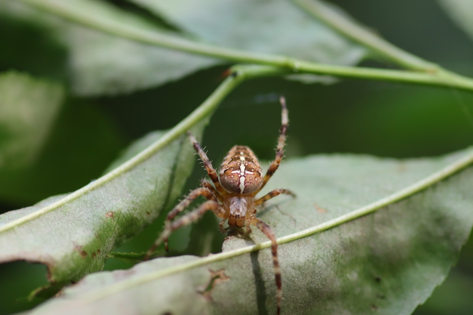 Araneus diadematus - koronás keresztespók