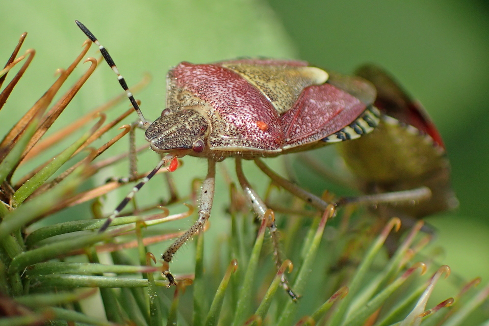 Dolycoris baccarum - közönséges bogyómászó-poloska Dolycoris baccarum - közönséges bogyómászó-poloska
