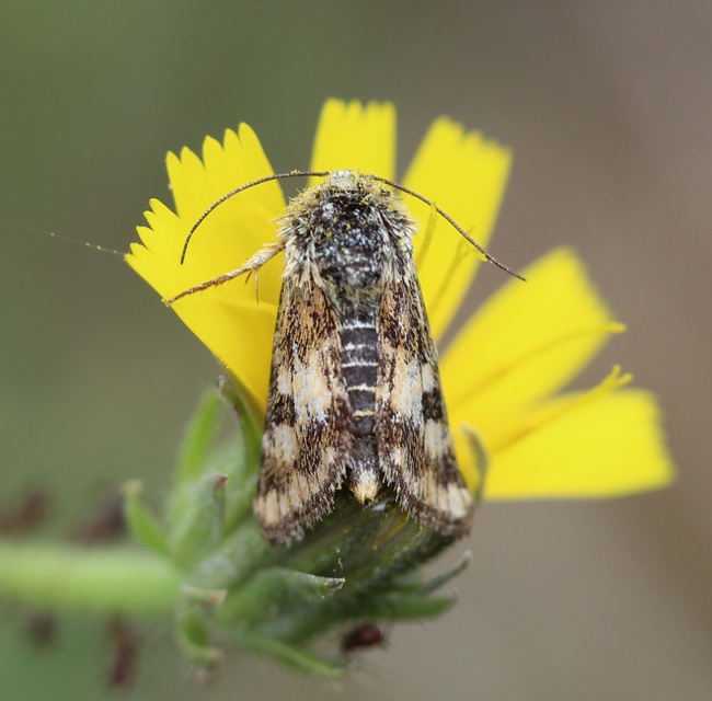Schinia cardui - keserűgyökér-nappalibagoly