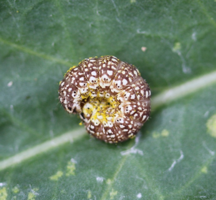 Schinia cardui - keserűgyökér-nappalibagoly