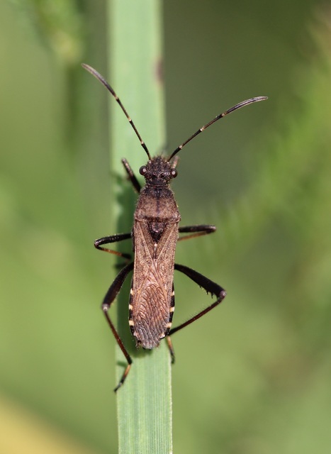 Alydus calcaratus - szőrös tövispoloska