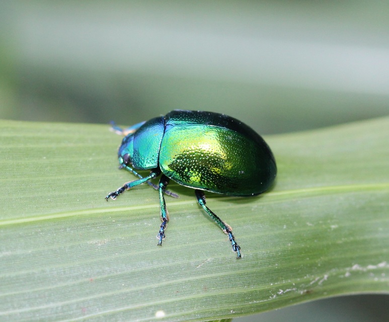 Chrysolina herbacea - zöld mentalevelész