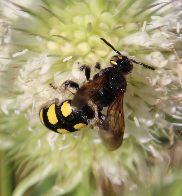Colpa sexmaculata - hatfoltos tőrösdarázs