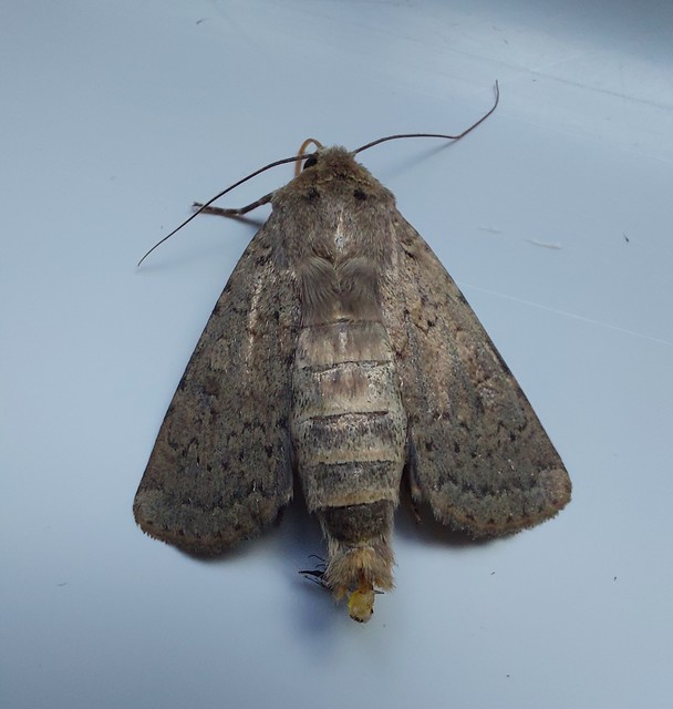 Rhyacia simulans - hamvas földibagoly